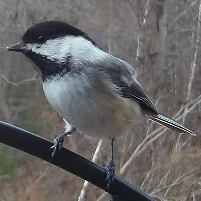 Black-capped chickadee