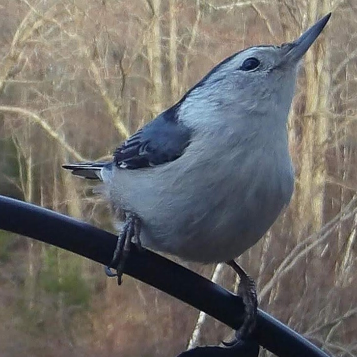White-breasted Nuthatch
