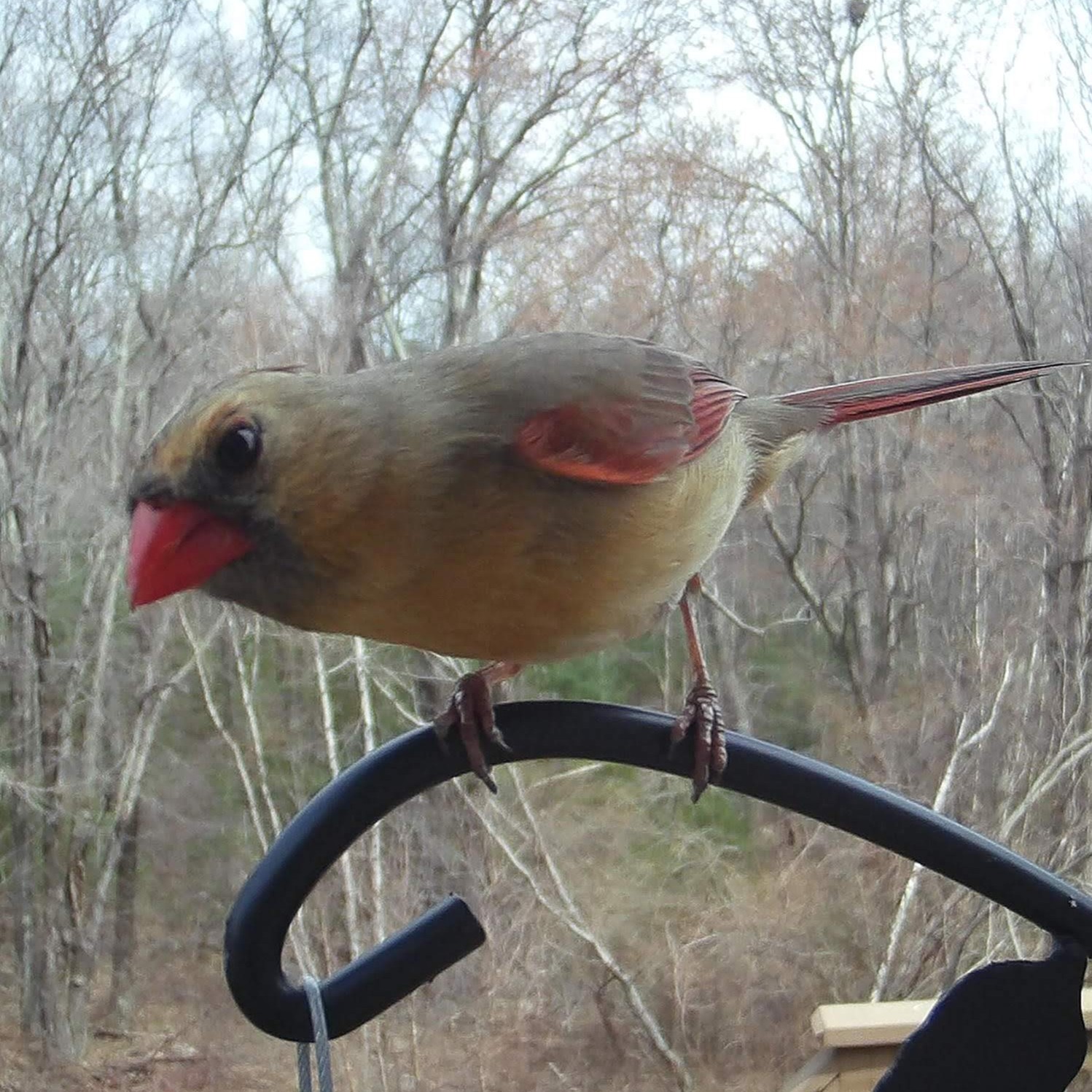 Northern Cardinal (Female)